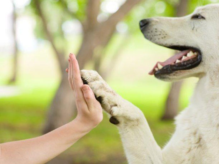 razones para tener perro en casa