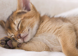 razones por las que los gatos duermen con los amos