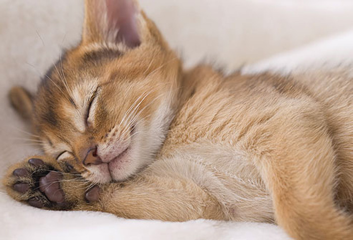 4 razones por las que los gatos duermen encima de sus dueños